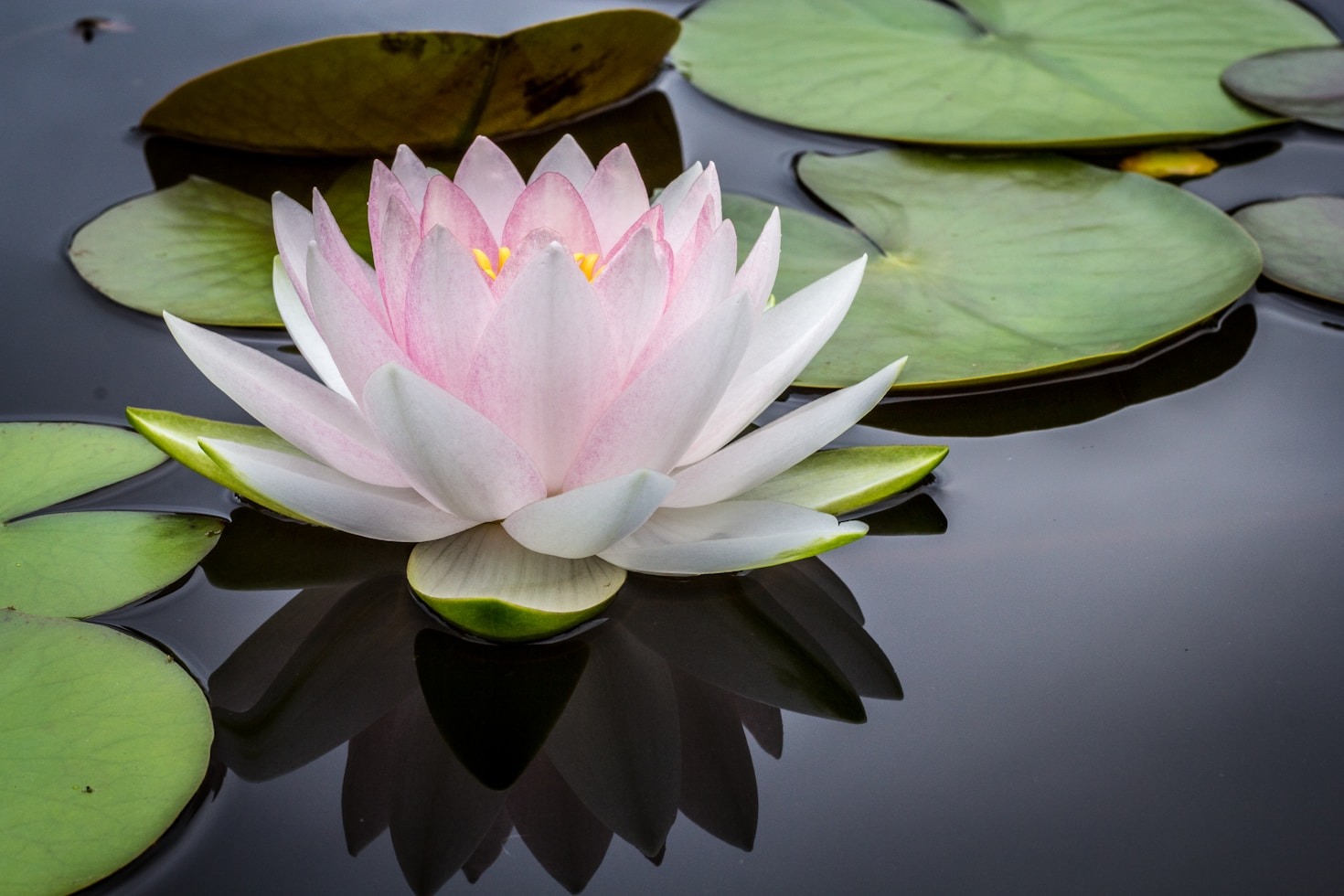 A Beginner’s Guide to Narcissistic Abuse Recovery